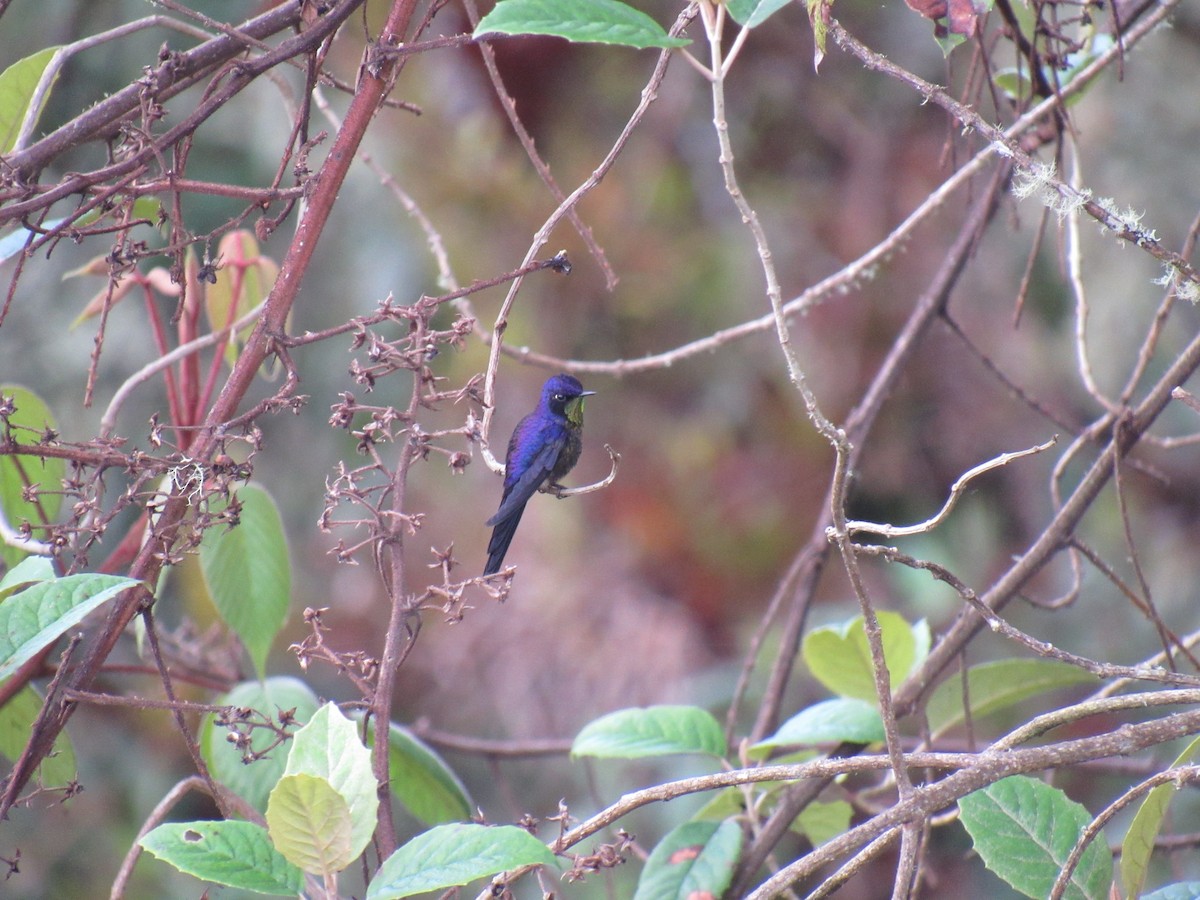 Purple-backed Thornbill - ML262230531