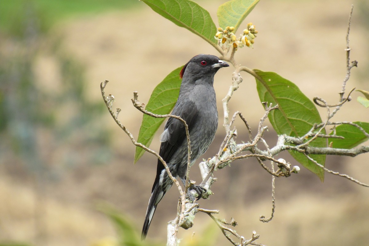 Red-crested Cotinga - ML262230971