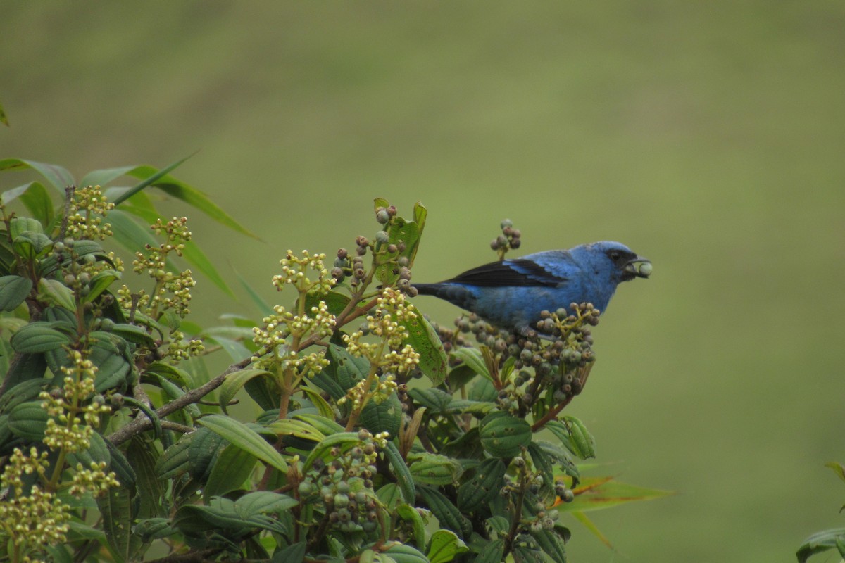 Blue-and-black Tanager - ML262231401