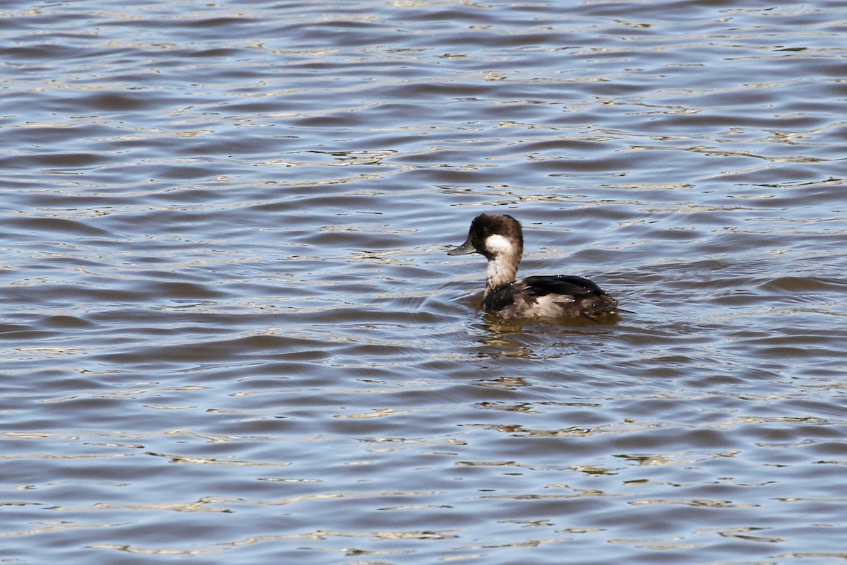 Bufflehead - Maurice Raymond