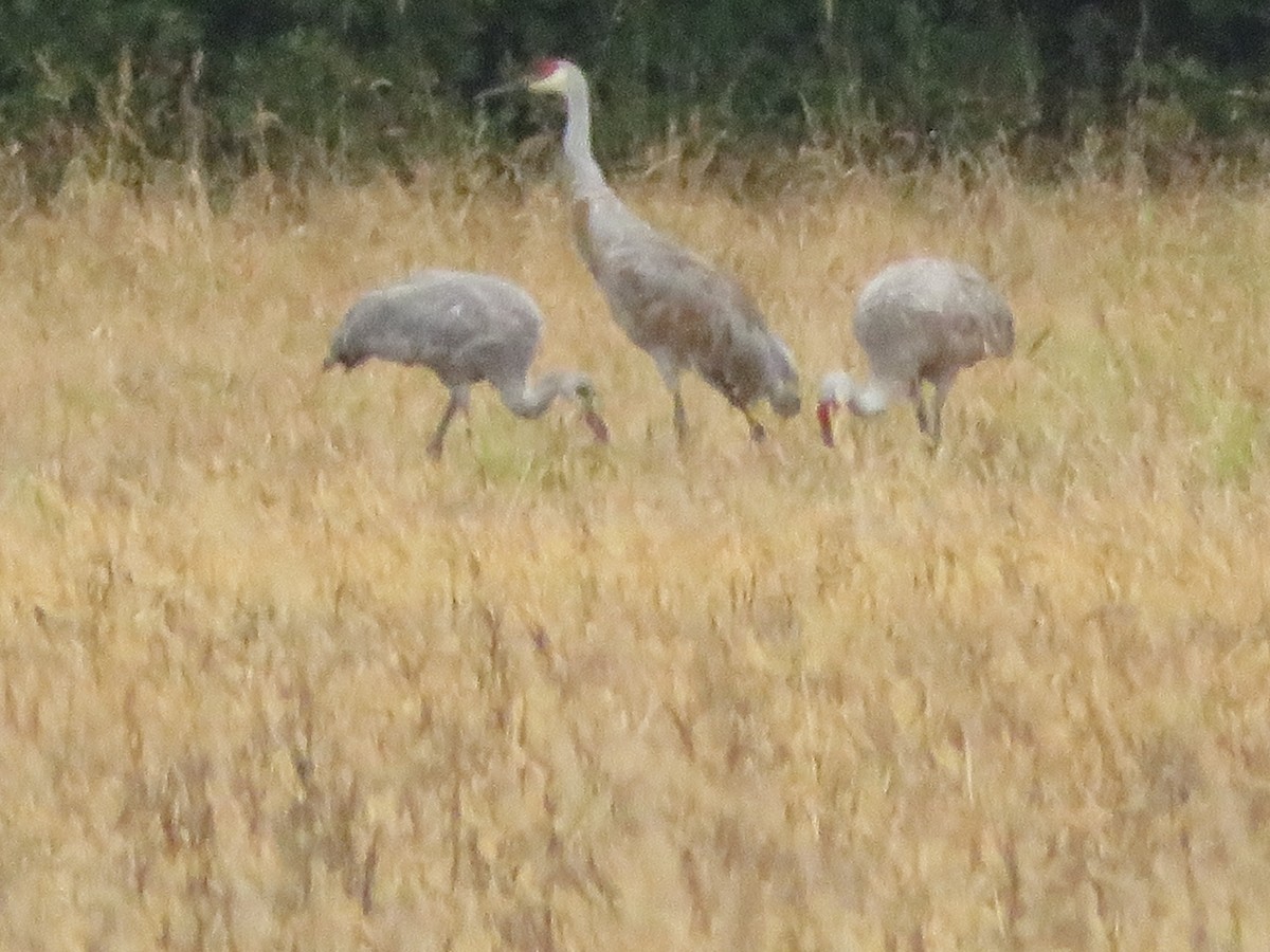 Sandhill Crane - Meg Glines