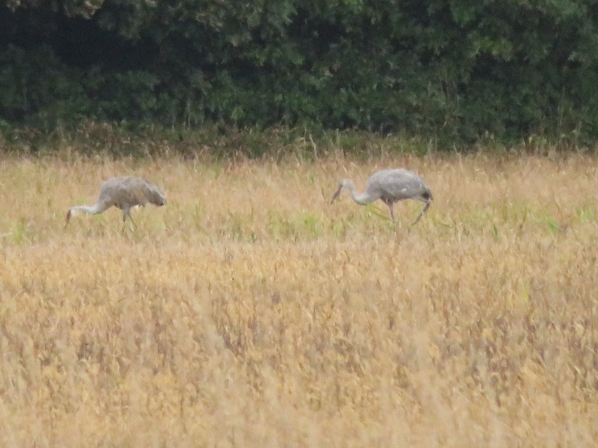 Sandhill Crane - Meg Glines