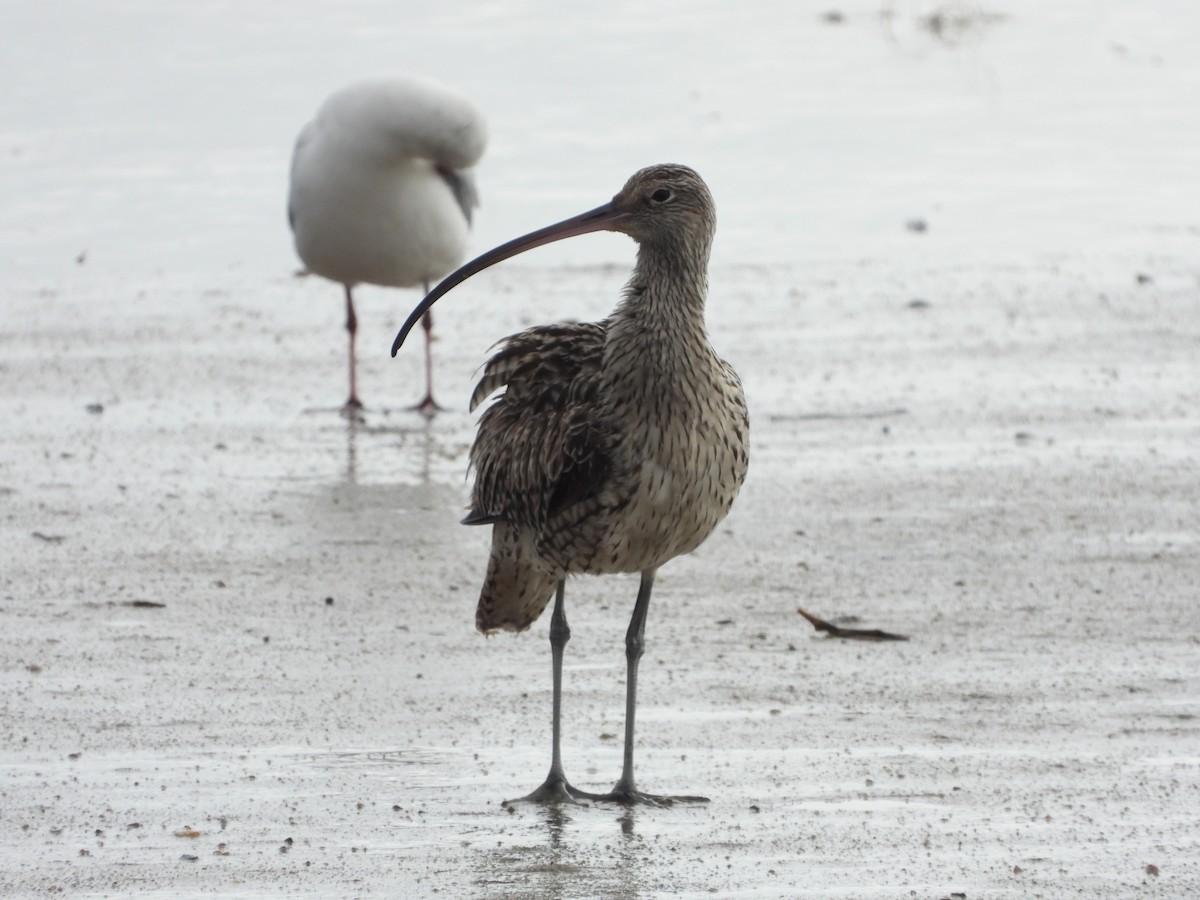 Far Eastern Curlew - ML262232411