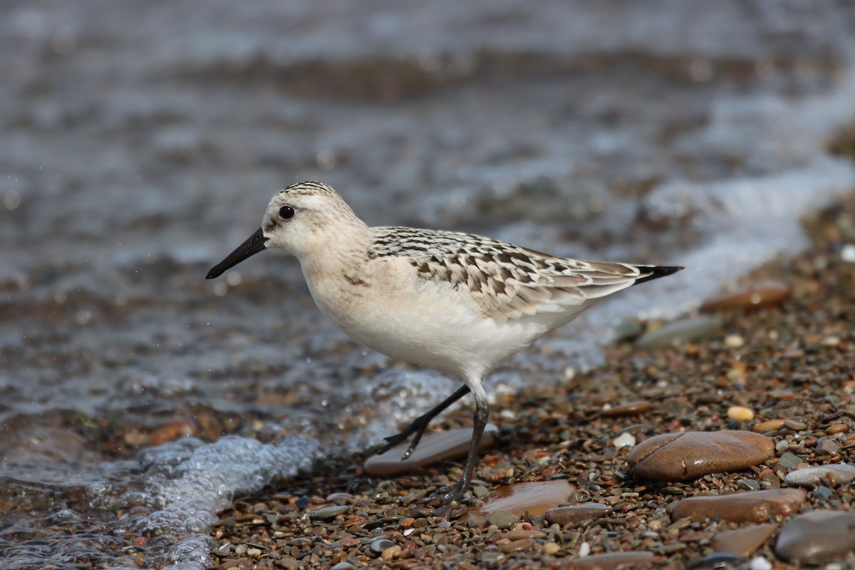 Sanderling - Travis Suckow