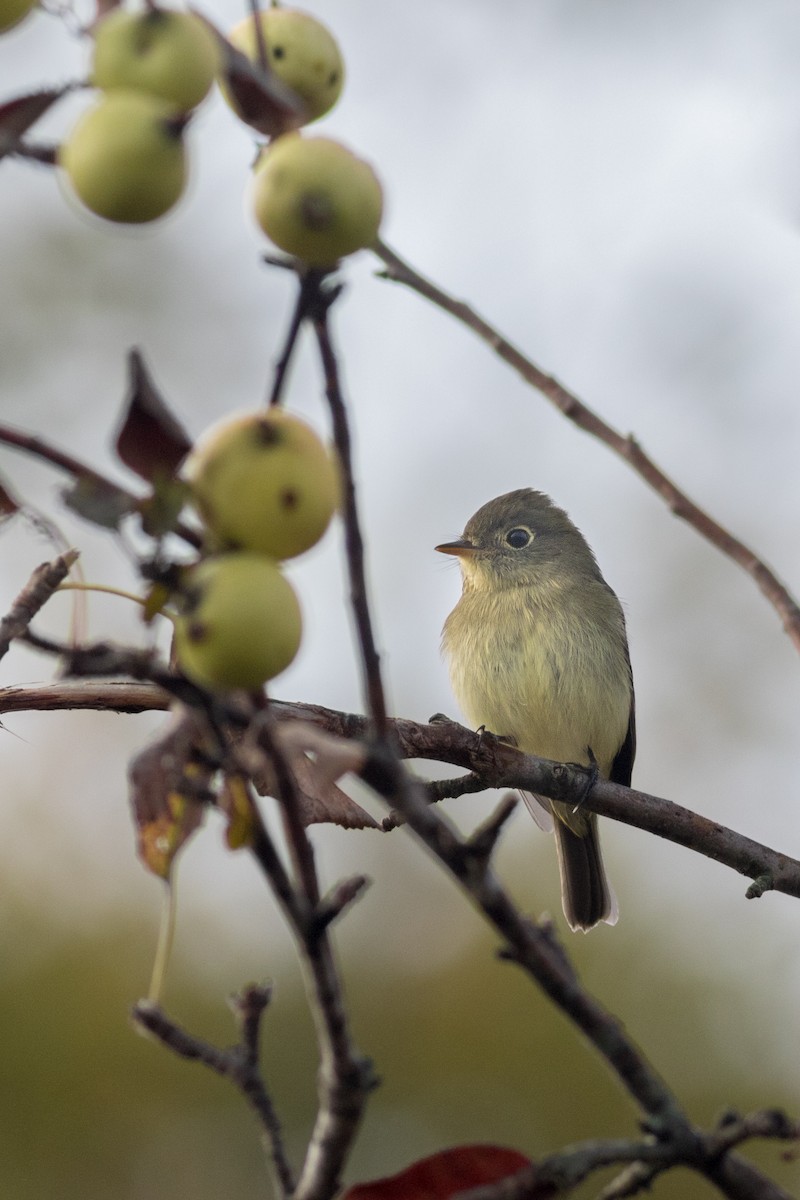 Yellow-bellied Flycatcher - ML262234981