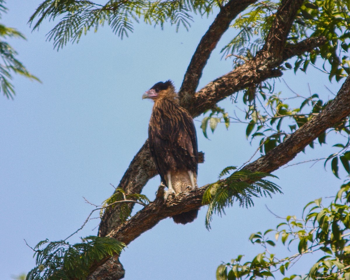 Caracara Carancho (sureño) - ML262235081