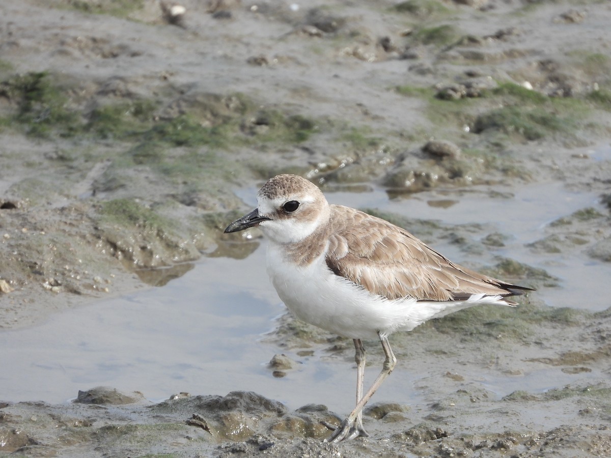 Greater Sand-Plover - ML262236761