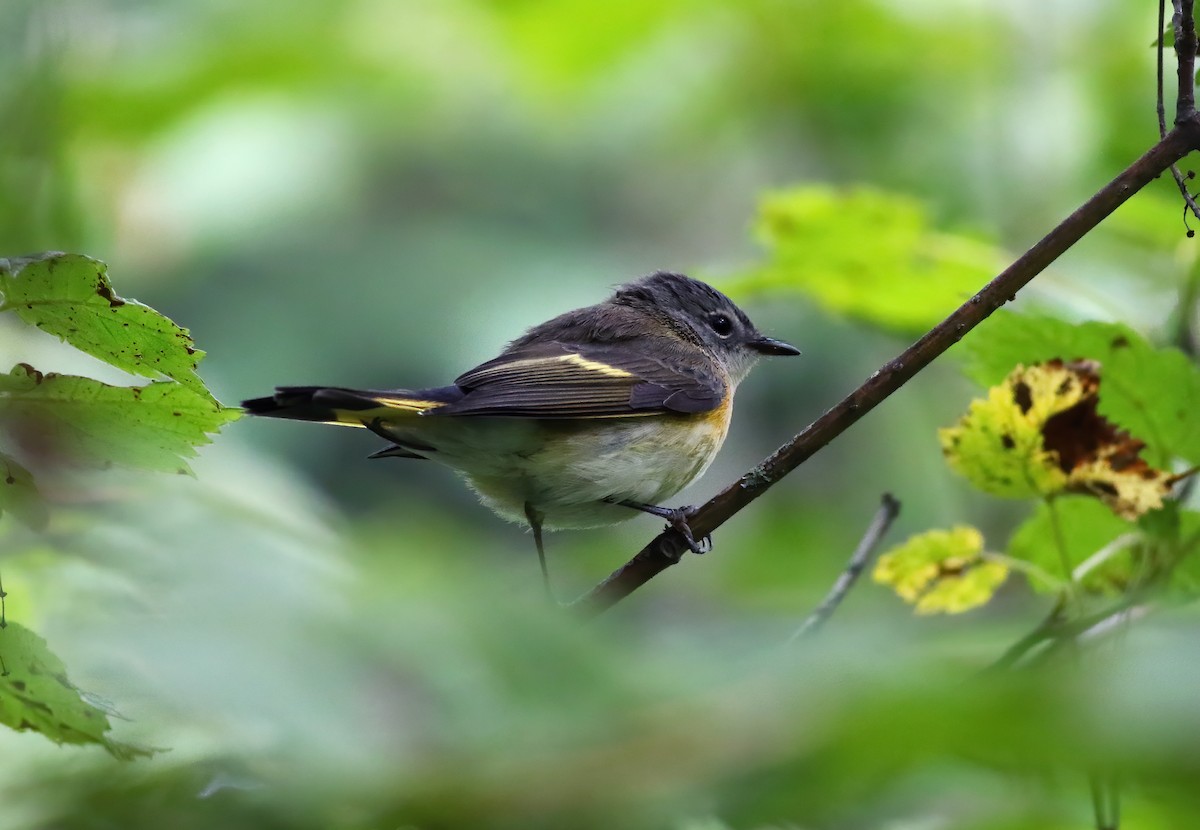 American Redstart - ML262241081