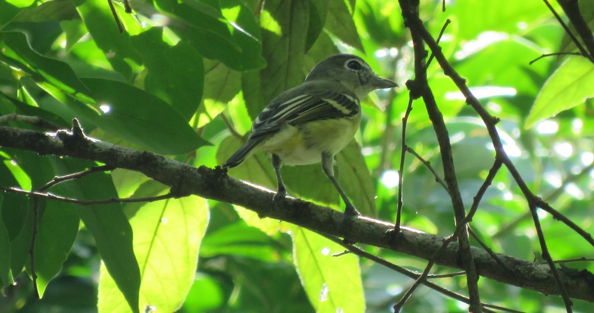 Vireo Plomizo (notius/montanus) - ML262241251