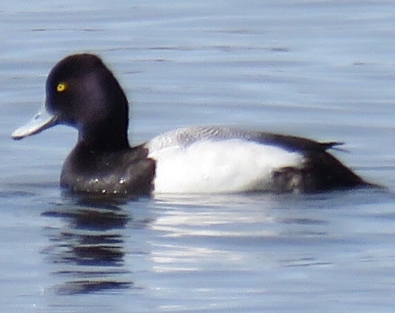 Lesser Scaup - ML26224131