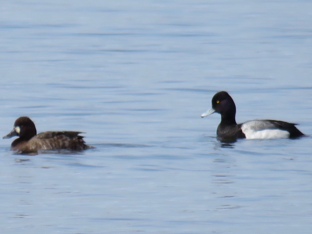 Lesser Scaup - ML26224151