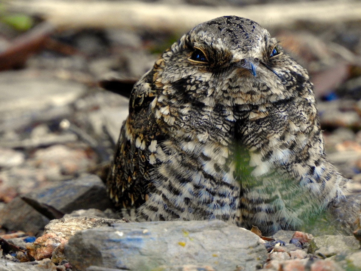 Scissor-tailed Nightjar - ML262241521