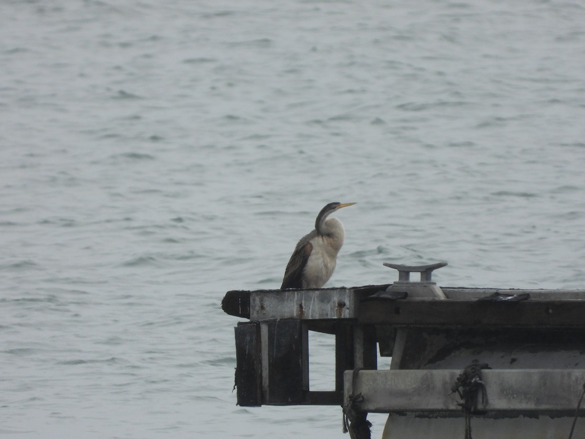 Anhinga d'Australie - ML262241561