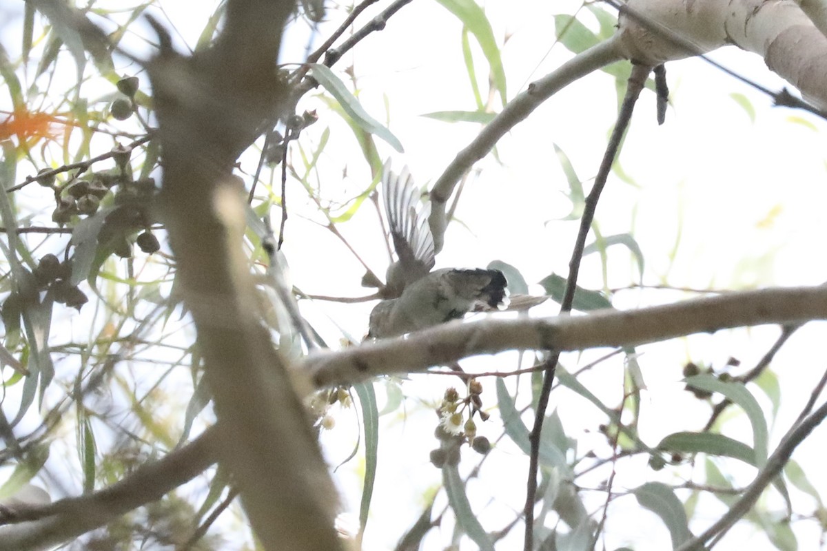 Costa's Hummingbird - ML262241801