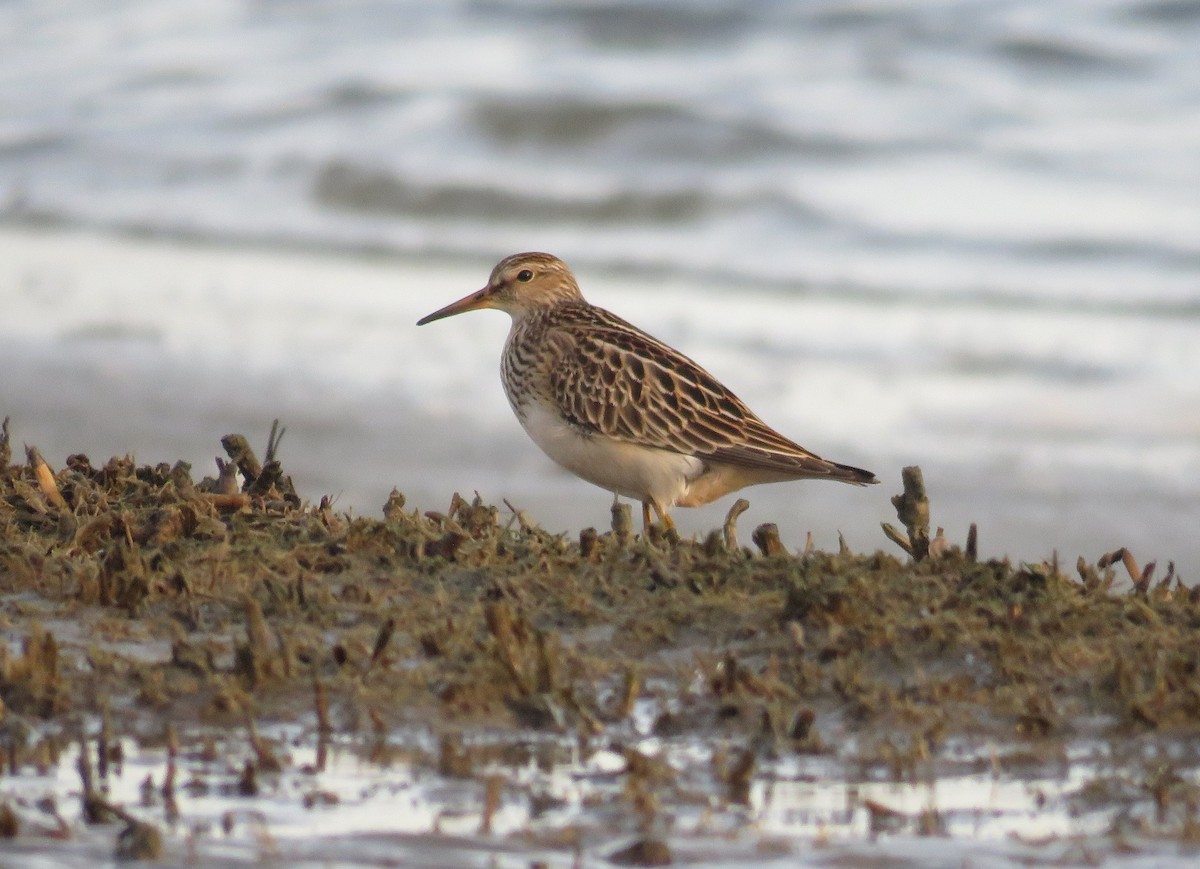 Pectoral Sandpiper - Sam Cooper