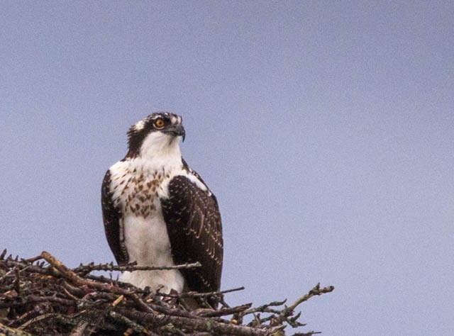 Osprey - ML262244081