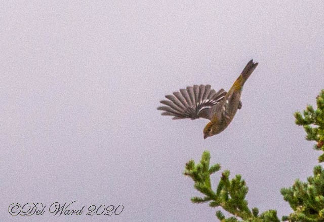 Pine Grosbeak - Delphine Ward