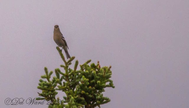 Pine Grosbeak - ML262244231