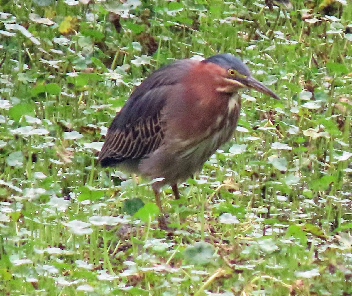 Green Heron - ML262244871