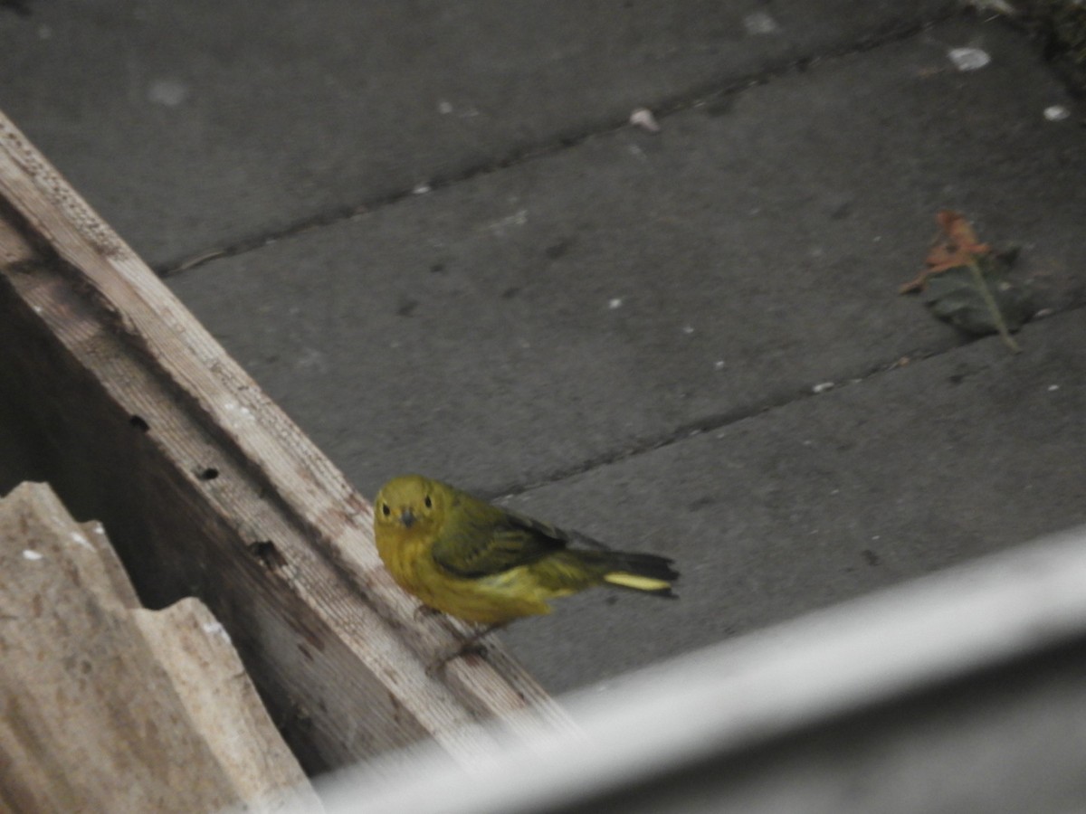 Yellow Warbler - ML262246051