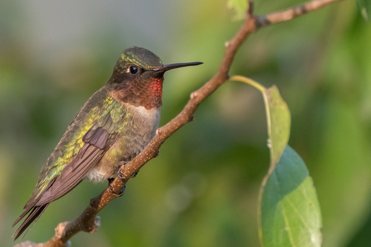 Ruby-throated Hummingbird - Mike Stewart