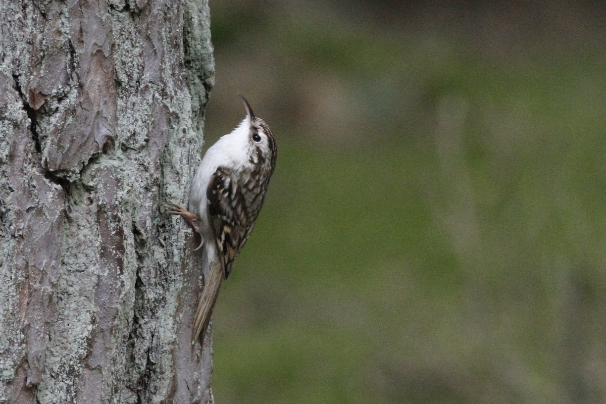 Eurasian Treecreeper - ML26224731