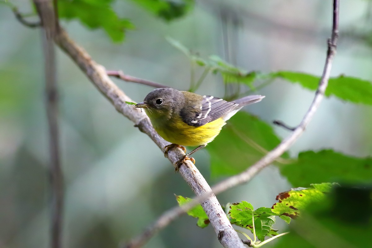Magnolia Warbler - Anonymous