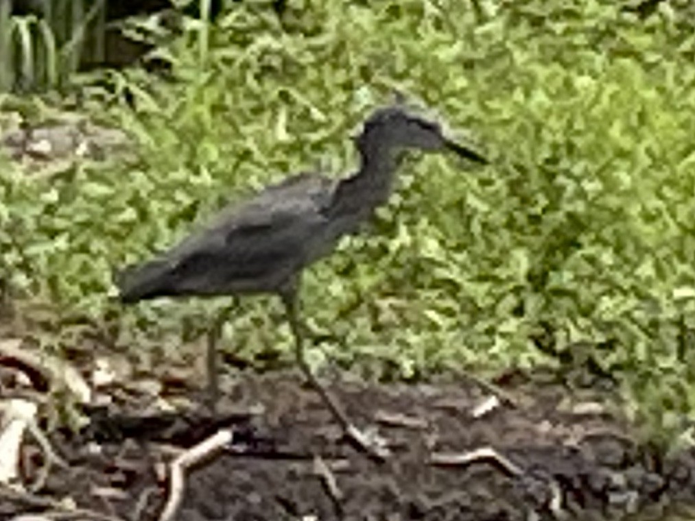 Yellow-crowned Night Heron - ML262249221