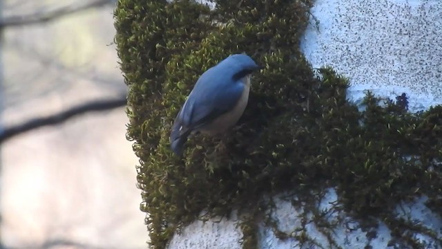 Eurasian Nuthatch - ML262249381