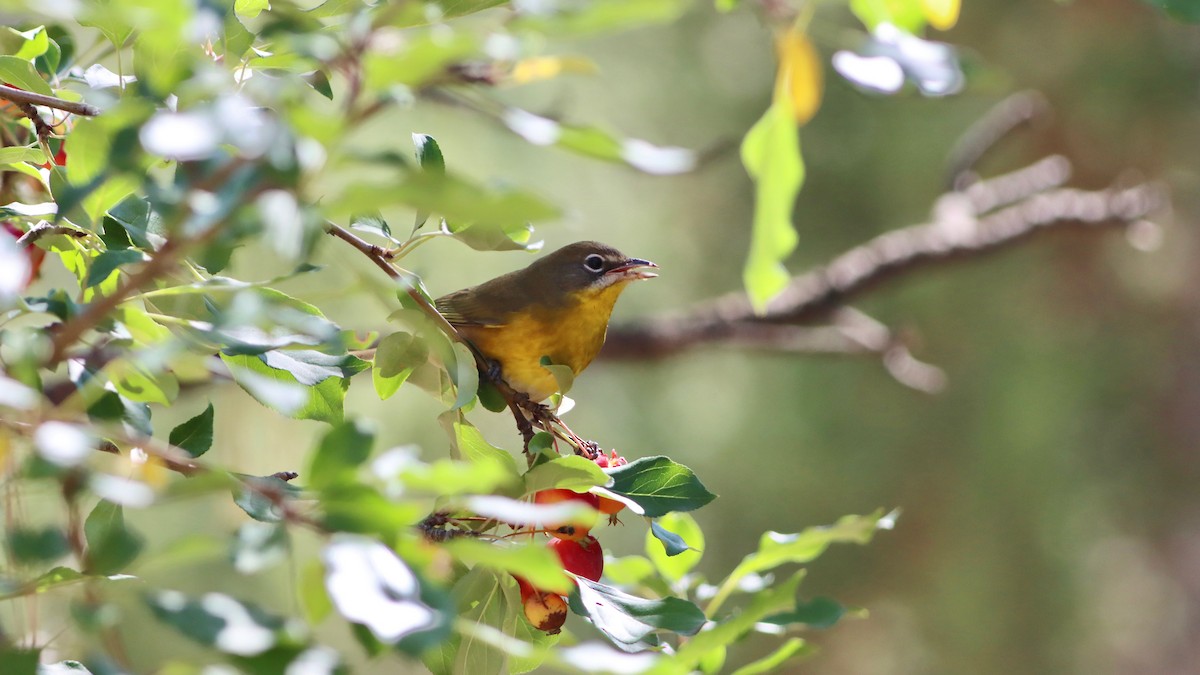 Yellow-breasted Chat - Eric Hynes