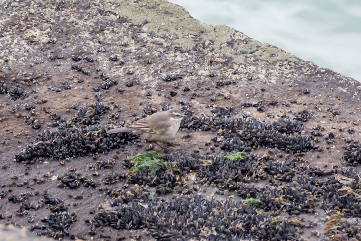 Buff-winged Cinclodes - ML262250341