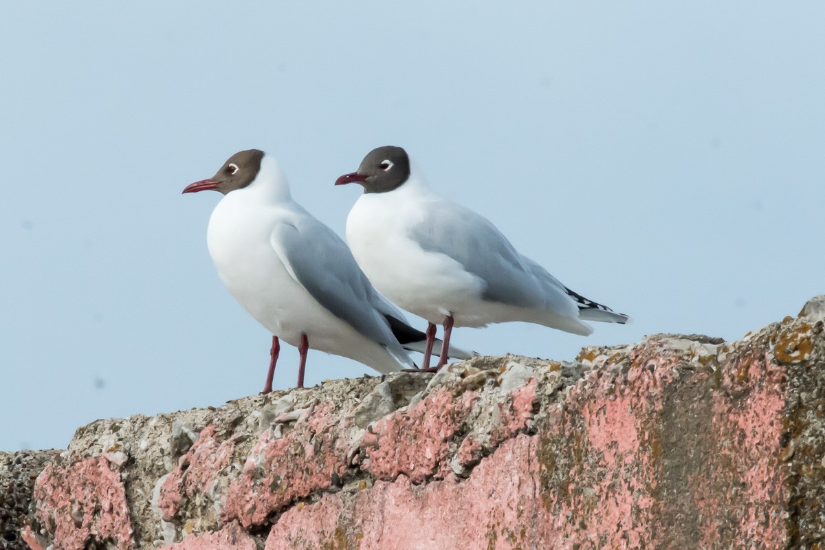 Brown-hooded Gull - ML262250701