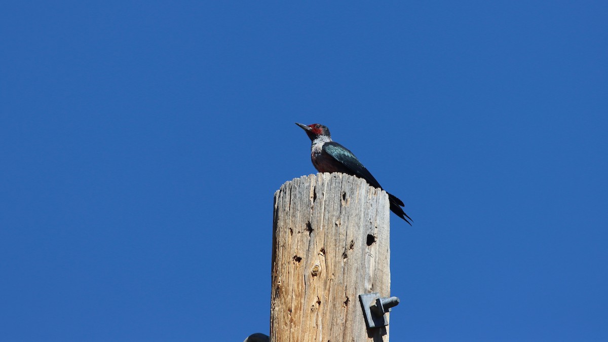 Lewis's Woodpecker - ML262253731