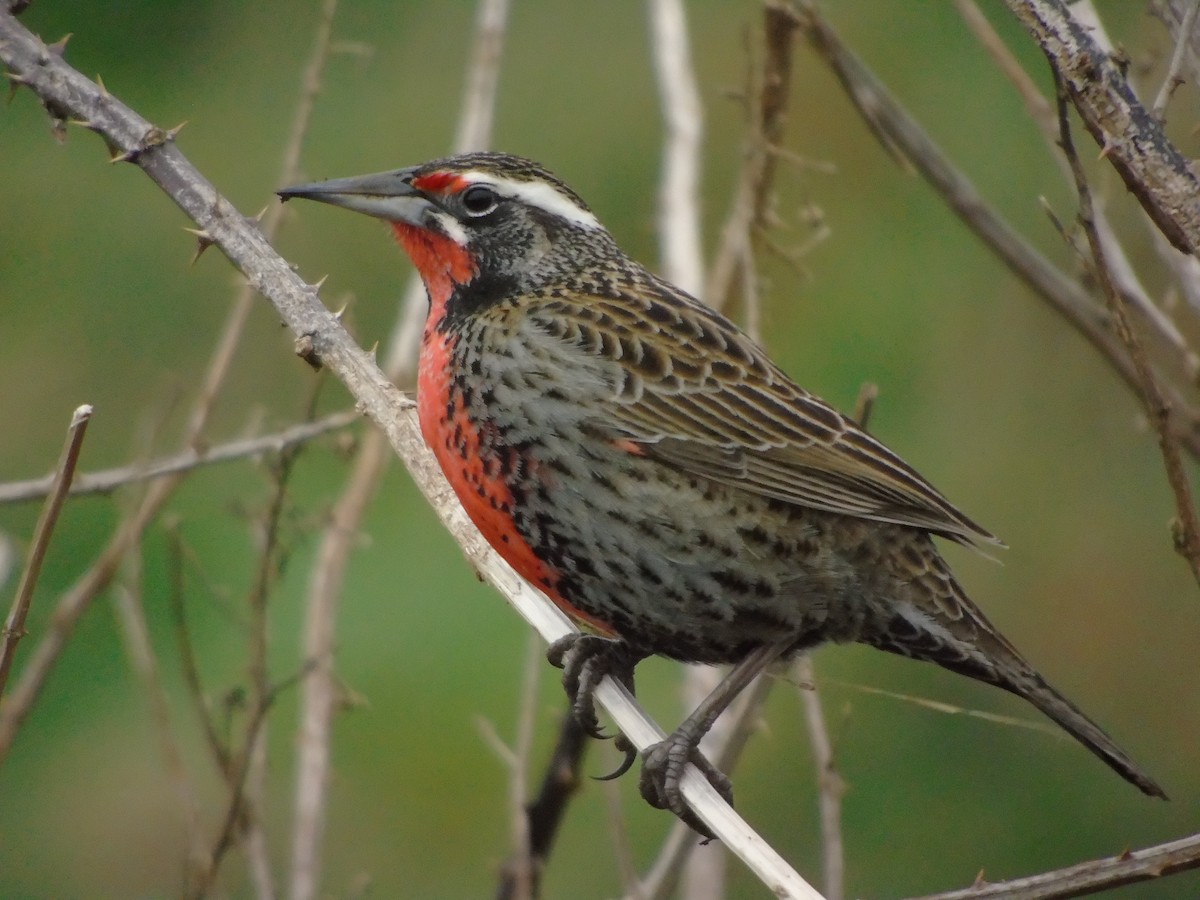 Long-tailed Meadowlark - ML262257651