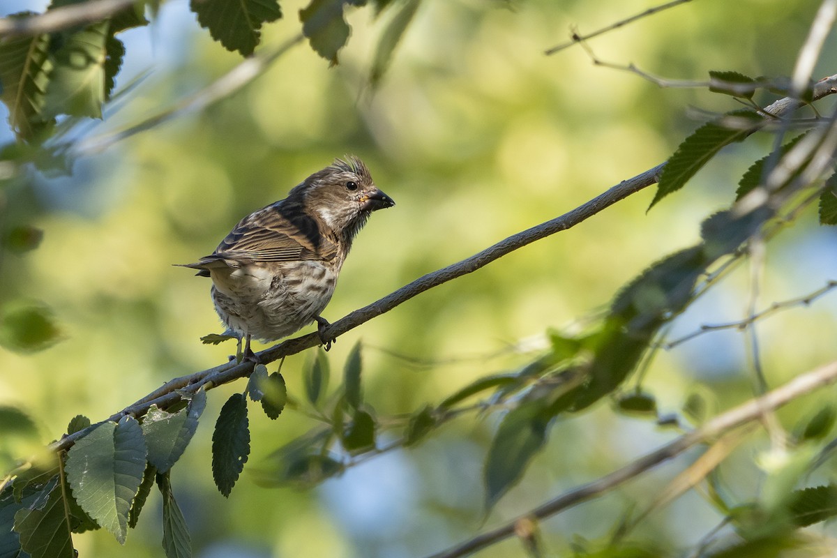 Purple Finch (Eastern) - ML262258391