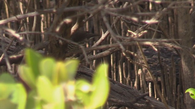 Northern Waterthrush - ML262264301