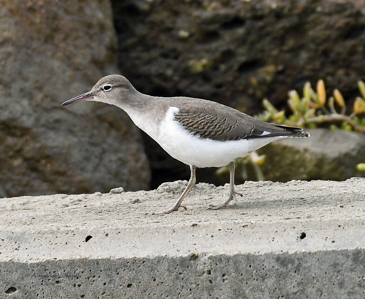 Spotted Sandpiper - Alexander Viduetsky