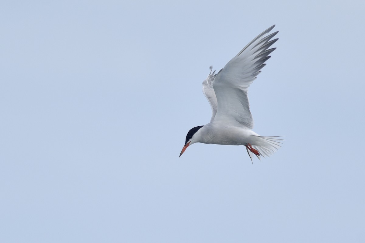 Common Tern - ML262265471