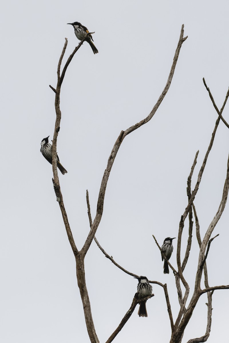 White-cheeked Honeyeater - ML262265501