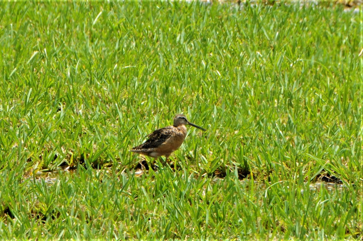 Long-billed Dowitcher - Jose Francisco Barros 🐜