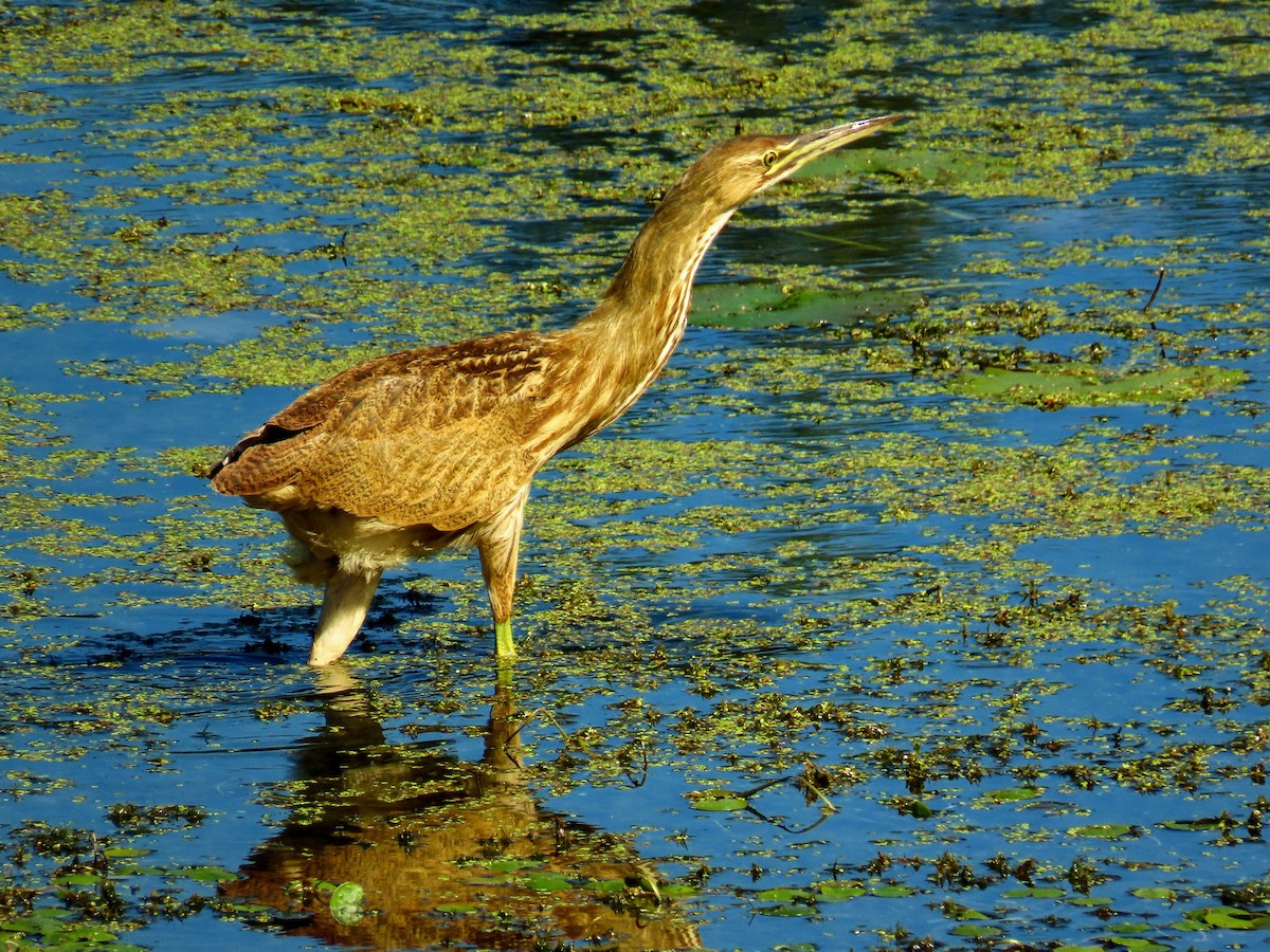 American Bittern - Johanne Simard