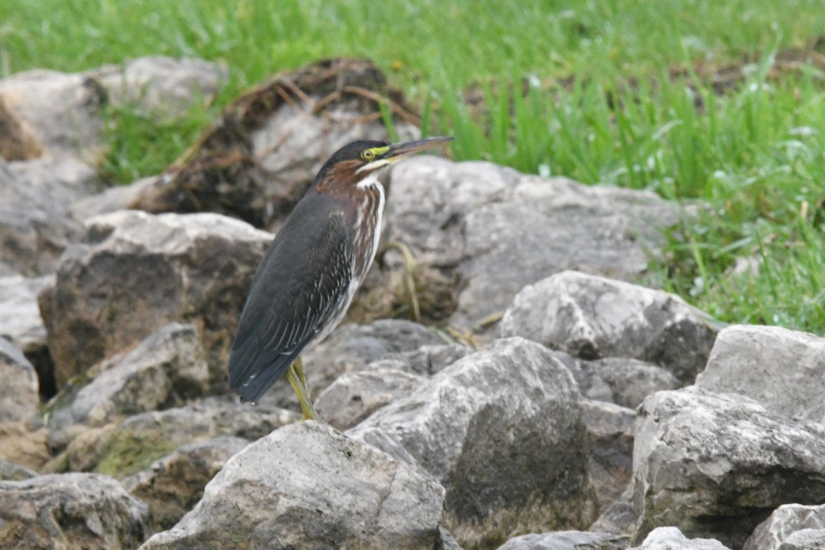 Green Heron - ML262267451