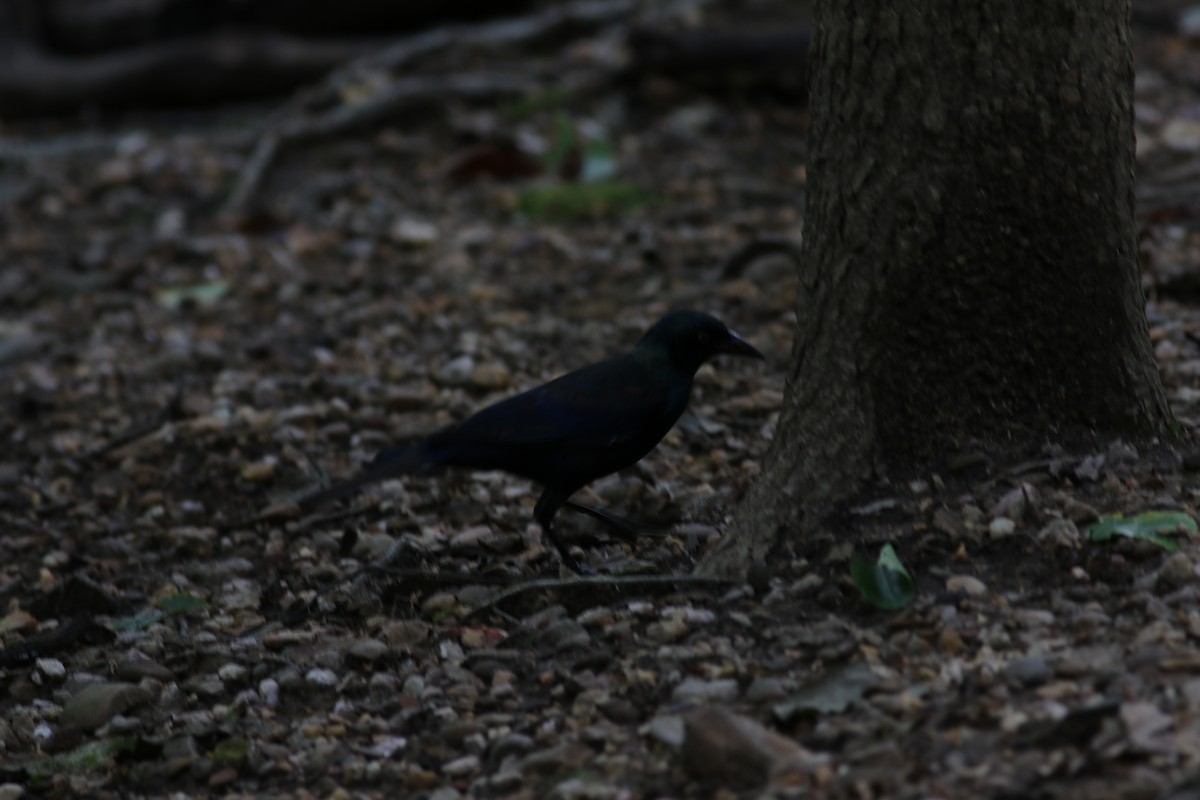 Common Grackle - ML262267511