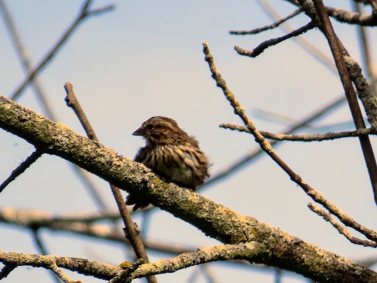 Song Sparrow - ML262267751