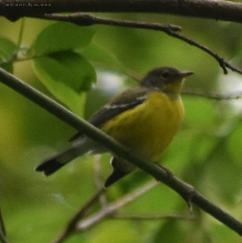 Magnolia Warbler - ML262267801