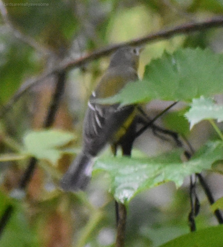 Magnolia Warbler - ML262267811