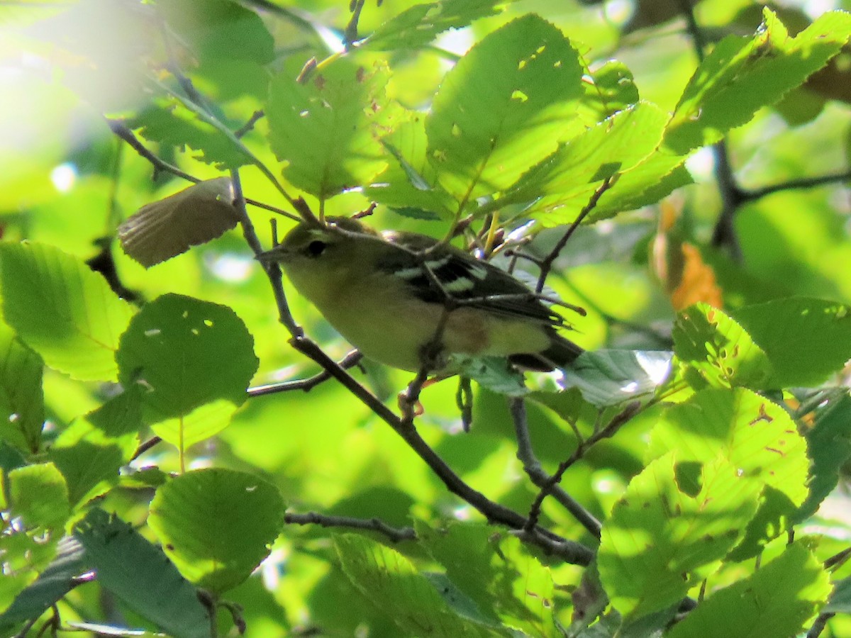Bay-breasted Warbler - ML262267911