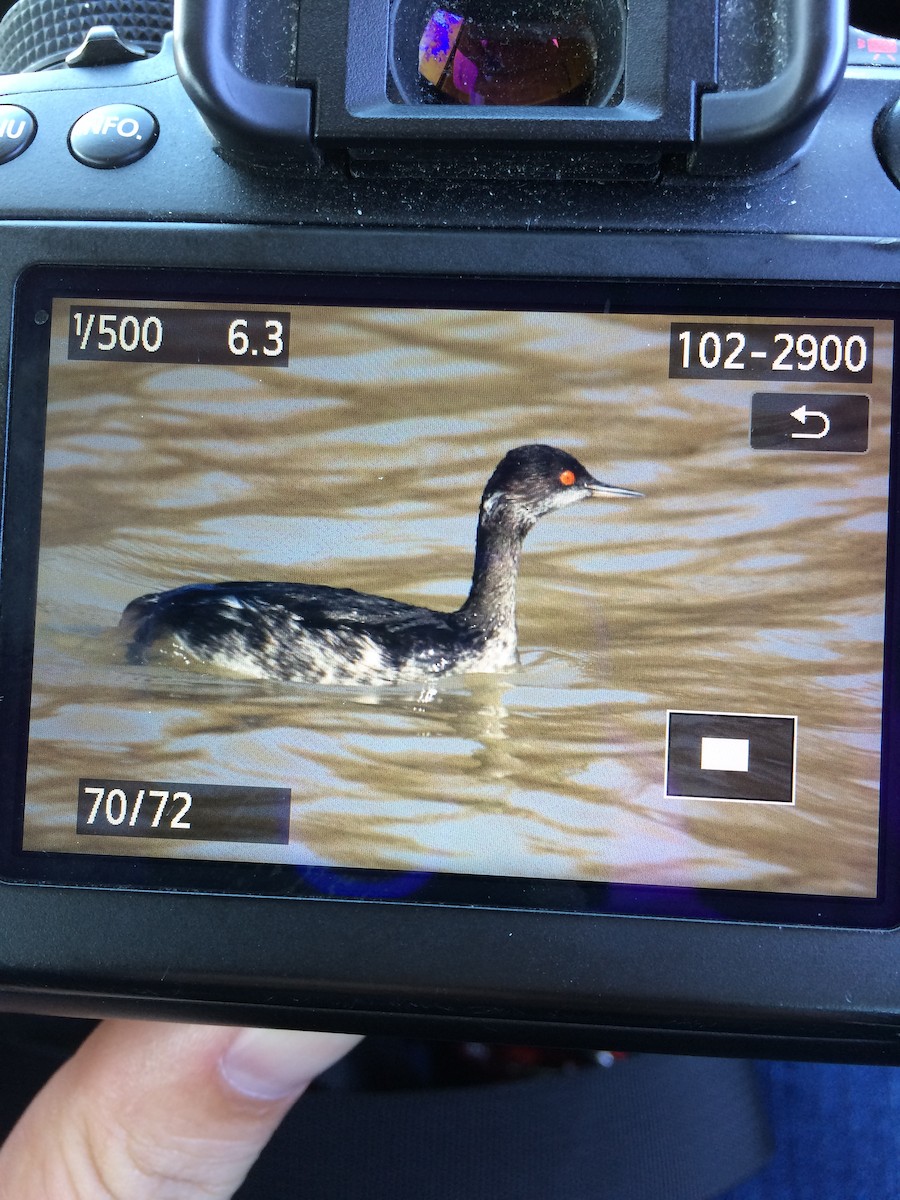 Eared Grebe - ML26226871