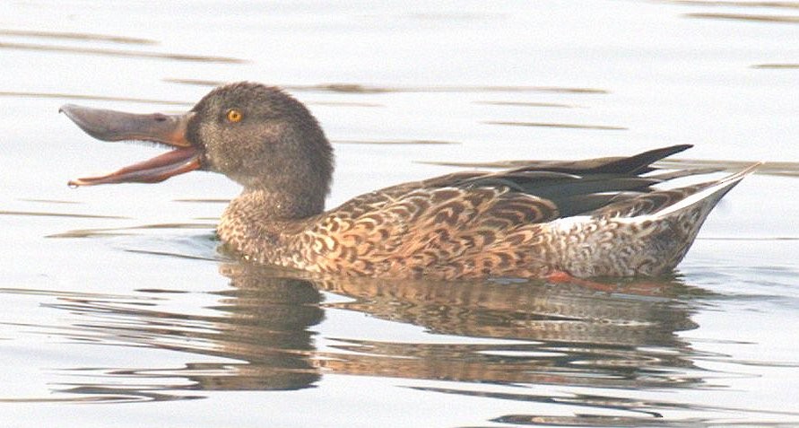 Northern Shoveler - ML262268841