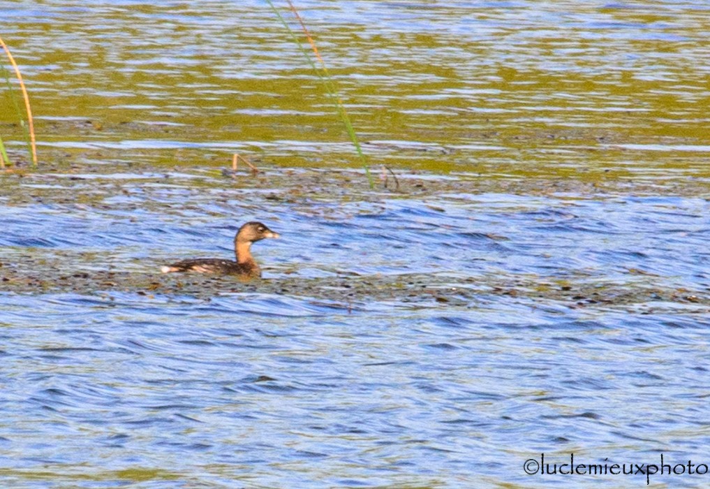 Pied-billed Grebe - ML262269821